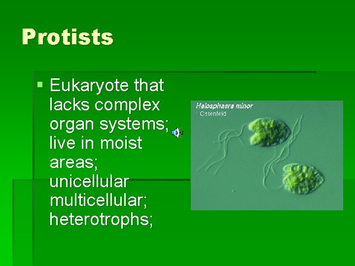 Protists § Eukaryote that lacks complex organ systems; live in moist areas; unicellular multicellular;