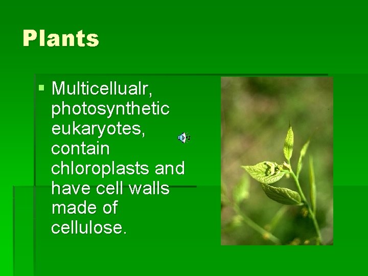 Plants § Multicellualr, photosynthetic eukaryotes, contain chloroplasts and have cell walls made of cellulose.
