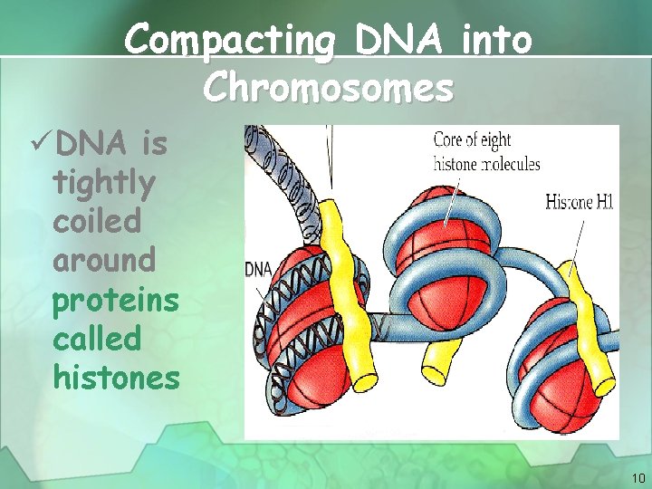 Compacting DNA into Chromosomes üDNA is tightly coiled around proteins called histones 10 