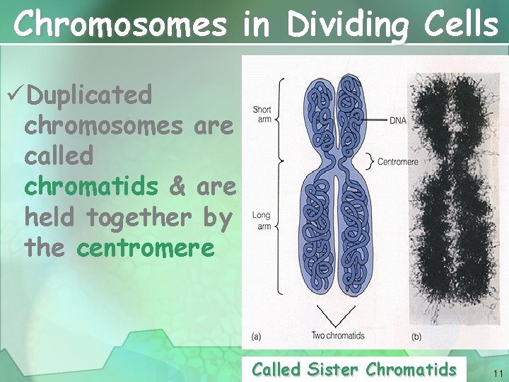 Chromosomes in Dividing Cells üDuplicated chromosomes are called chromatids & are held together by