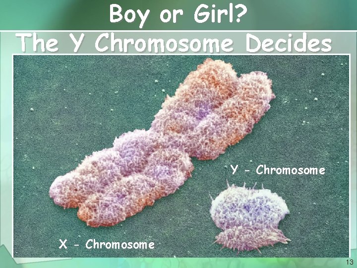 Boy or Girl? The Y Chromosome Decides Y - Chromosome X - Chromosome 13