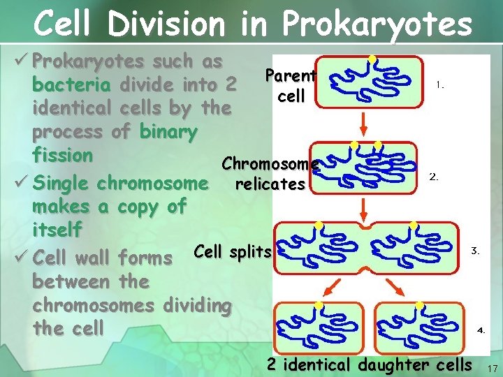 Cell Division in Prokaryotes ü Prokaryotes such as bacteria divide into 2 Parent cell