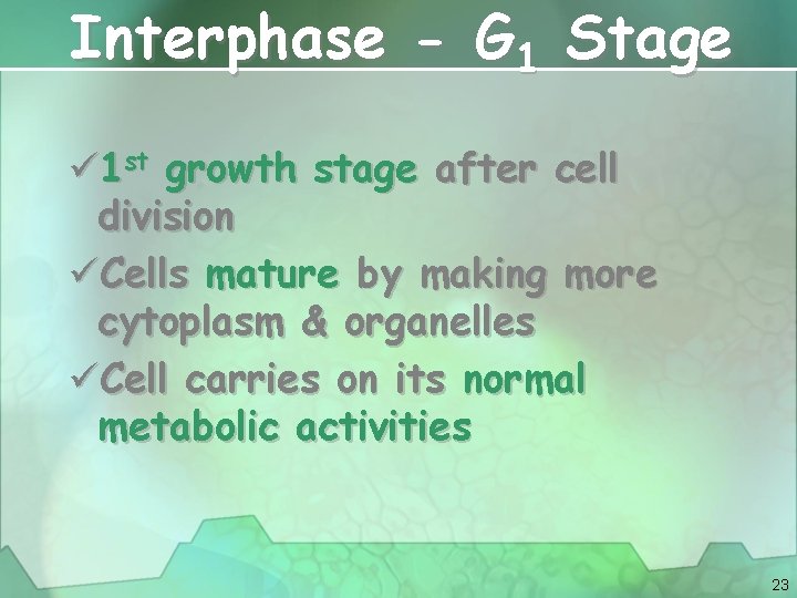 Interphase - G 1 Stage ü 1 st growth stage after cell division üCells