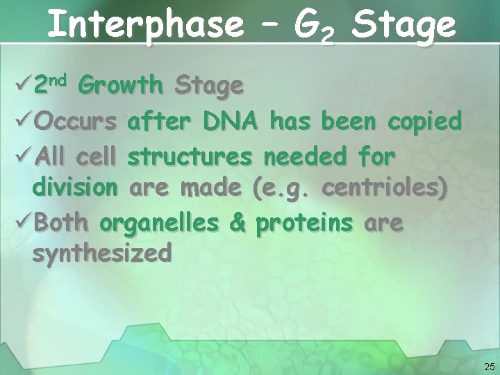 Interphase – G 2 Stage ü 2 nd Growth Stage üOccurs after DNA has