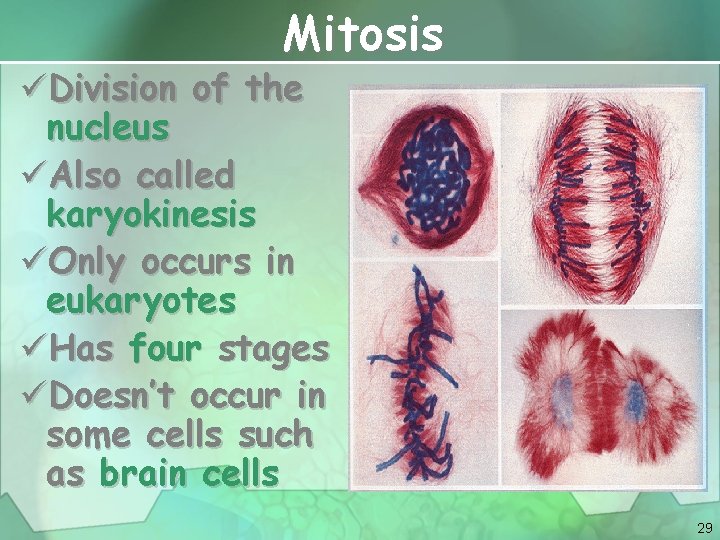 Mitosis üDivision of the nucleus üAlso called karyokinesis üOnly occurs in eukaryotes üHas four