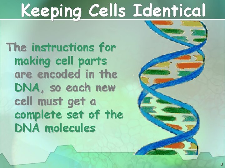 Keeping Cells Identical The instructions for making cell parts are encoded in the DNA,