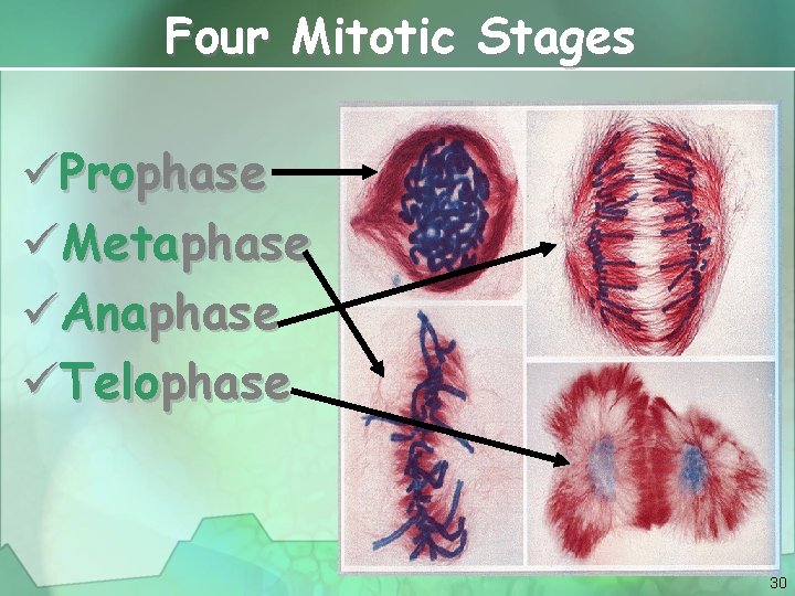 Four Mitotic Stages üProphase üMetaphase üAnaphase üTelophase 30 