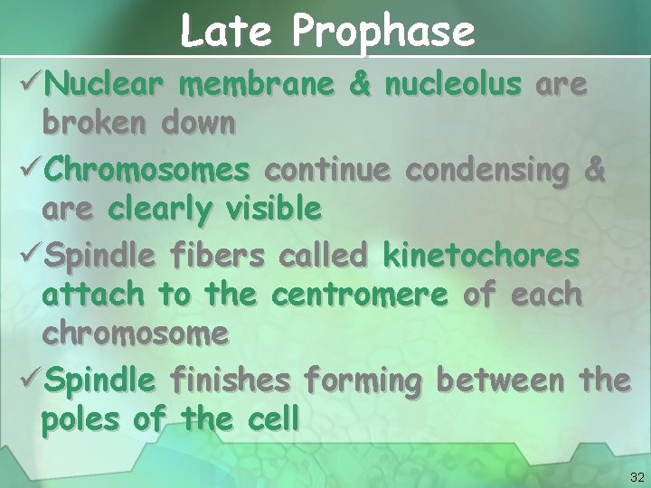 Late Prophase üNuclear membrane & nucleolus are broken down üChromosomes continue condensing & are