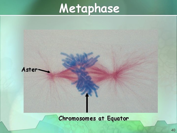 Metaphase Aster Chromosomes at Equator 40 