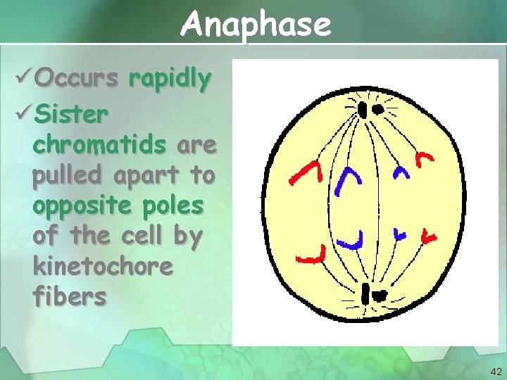 Anaphase üOccurs rapidly üSister chromatids are pulled apart to opposite poles of the cell