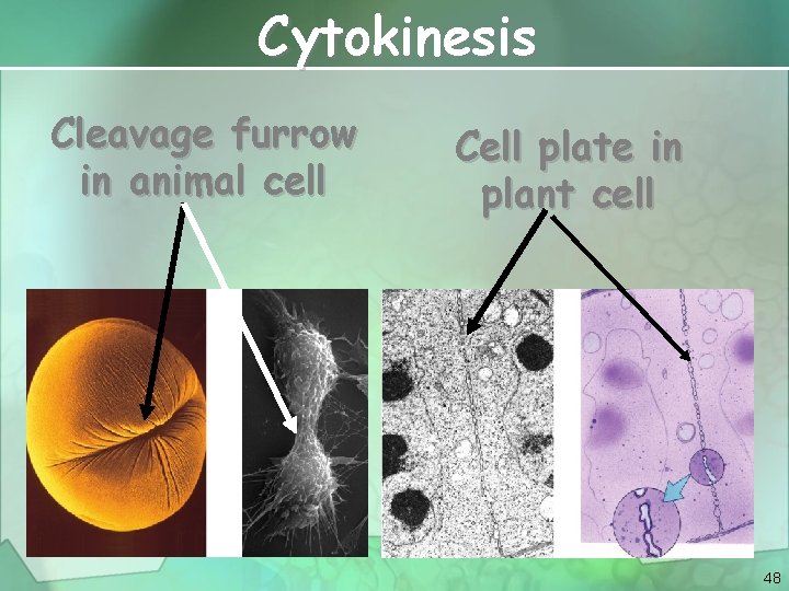 Cytokinesis Cleavage furrow in animal cell Cell plate in plant cell 48 