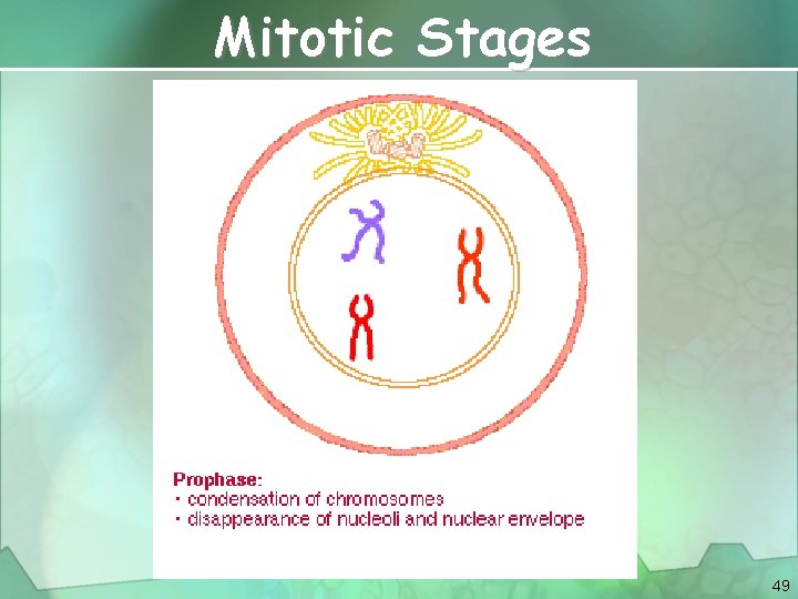 Mitotic Stages 49 