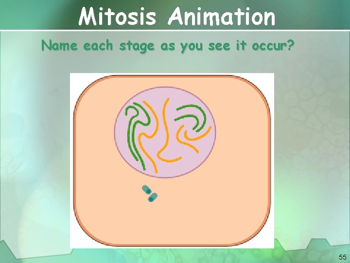 Mitosis Animation Name each stage as you see it occur? 55 