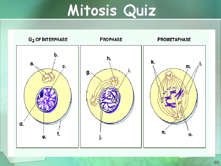 Mitosis Quiz 60 