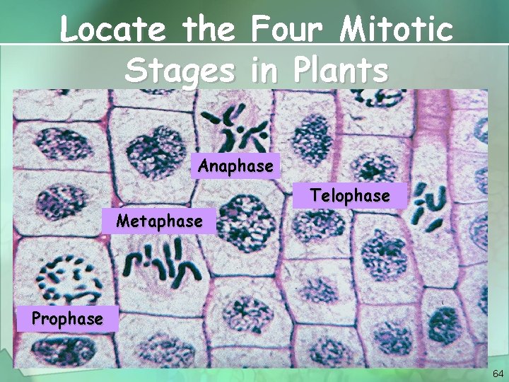 Locate the Four Mitotic Stages in Plants Anaphase Telophase Metaphase Prophase 64 