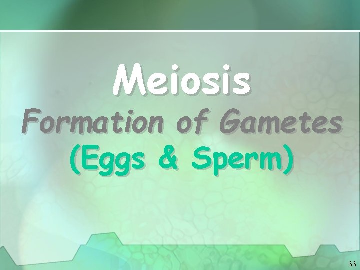 Meiosis Formation of Gametes (Eggs & Sperm) 66 