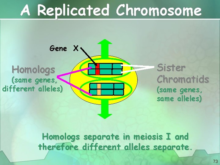A Replicated Chromosome Gene X Homologs (same genes, different alleles) Sister Chromatids (same genes,