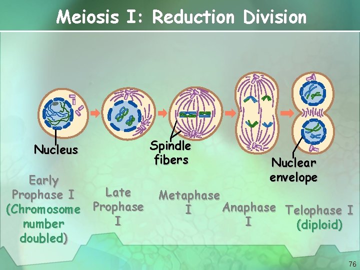 Meiosis I: Reduction Division Nucleus Early Late Prophase I (Chromosome Prophase I number doubled)