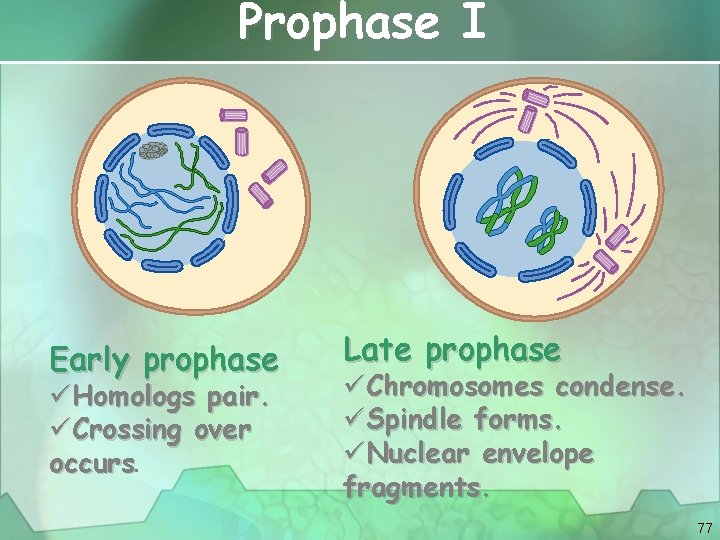 Prophase I Early prophase üHomologs pair. üCrossing over occurs. Late prophase üChromosomes condense. üSpindle