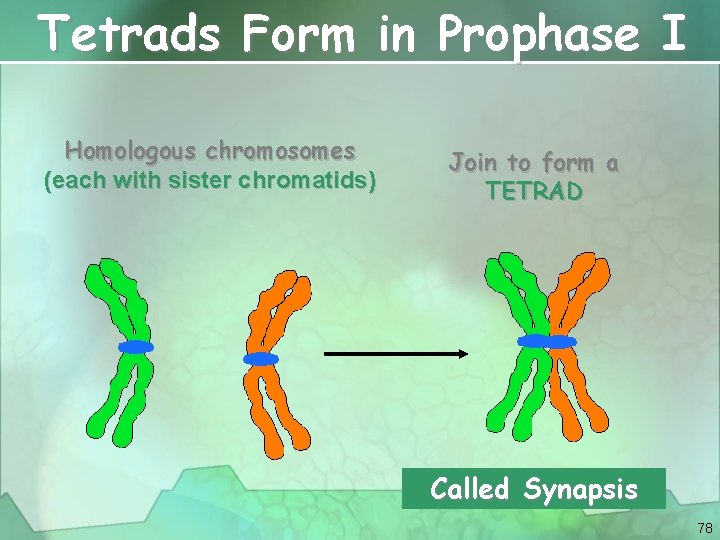 Tetrads Form in Prophase I Homologous chromosomes (each with sister chromatids) Join to form