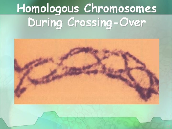 Homologous Chromosomes During Crossing-Over 80 
