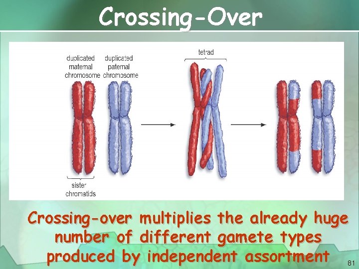 Crossing-Over Crossing-over multiplies the already huge number of different gamete types produced by independent