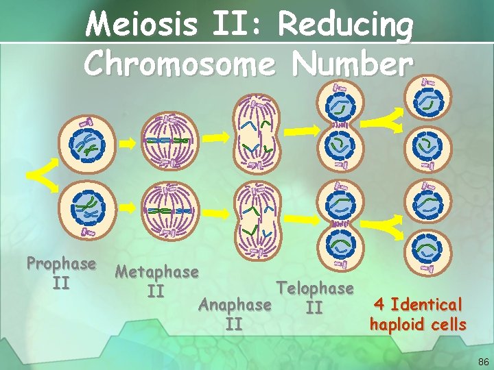 Meiosis II: Reducing Chromosome Number Prophase Metaphase II Telophase II Anaphase 4 Identical II