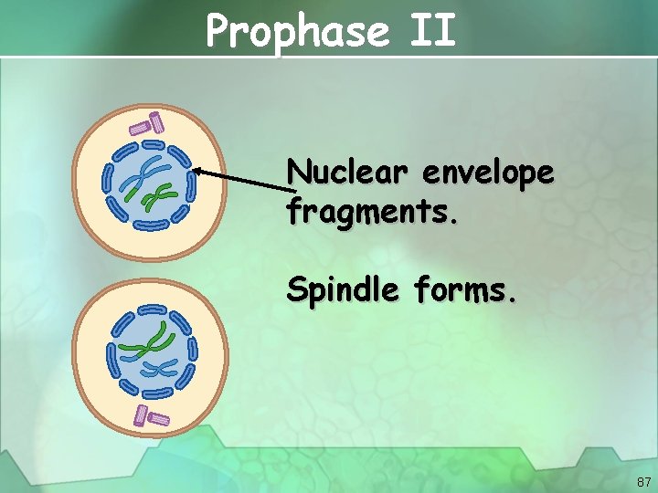 Prophase II Nuclear envelope fragments. Spindle forms. 87 