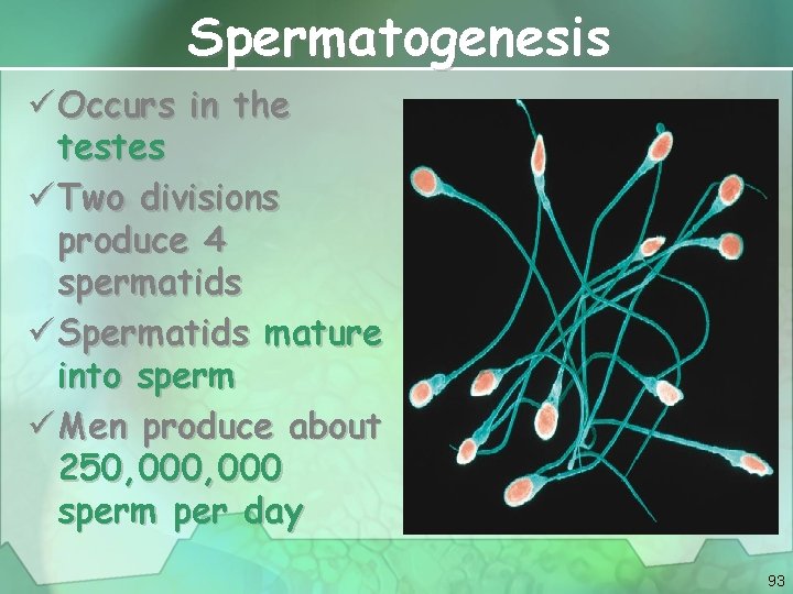 Spermatogenesis ü Occurs in the testes ü Two divisions produce 4 spermatids ü Spermatids