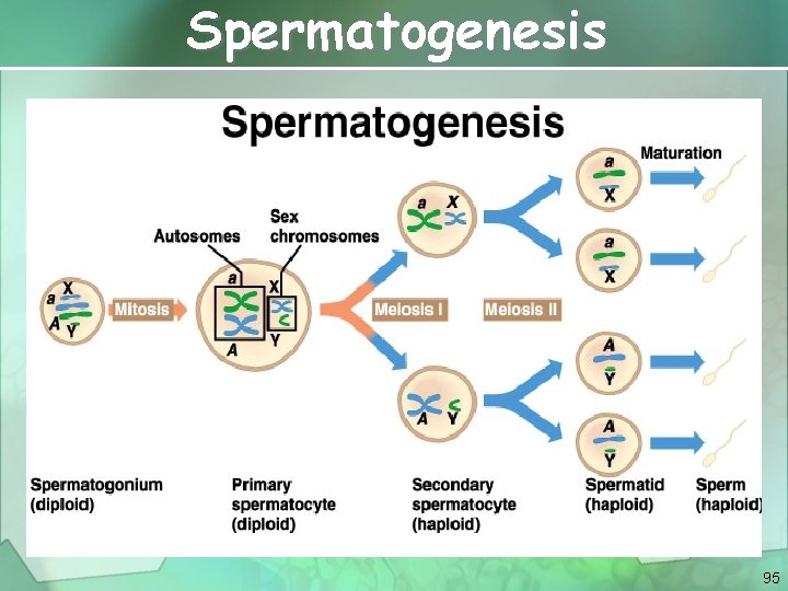 Spermatogenesis 95 