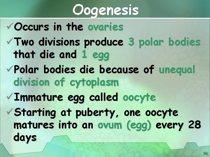 Oogenesis üOccurs in the ovaries üTwo divisions produce 3 polar bodies that die and