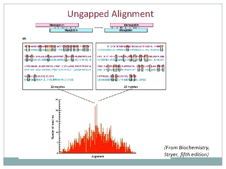 Ungapped Alignment (From Biochemistry, Stryer, fifth edition) 