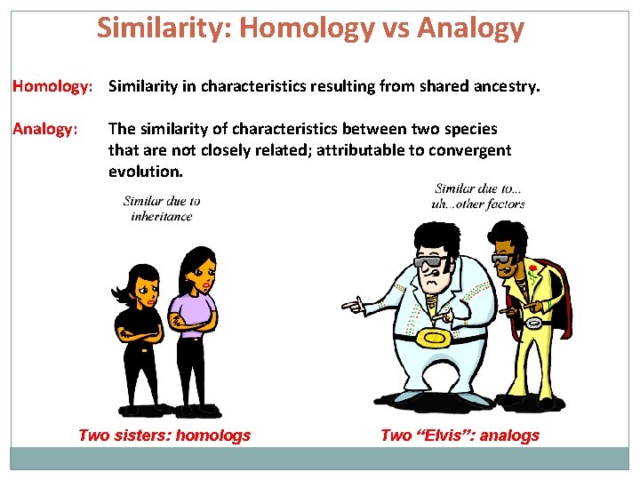 Similarity: Homology vs Analogy Homology: Similarity in characteristics resulting from shared ancestry. Analogy: The