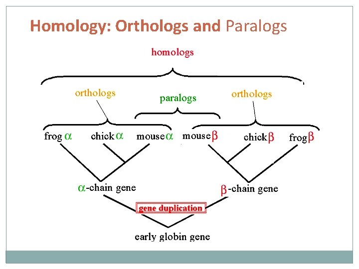 Homology: Orthologs and Paralogs 