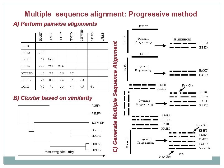 Multiple sequence alignment: Progressive method B) Cluster based on similarity C) Generate Multiple Sequence