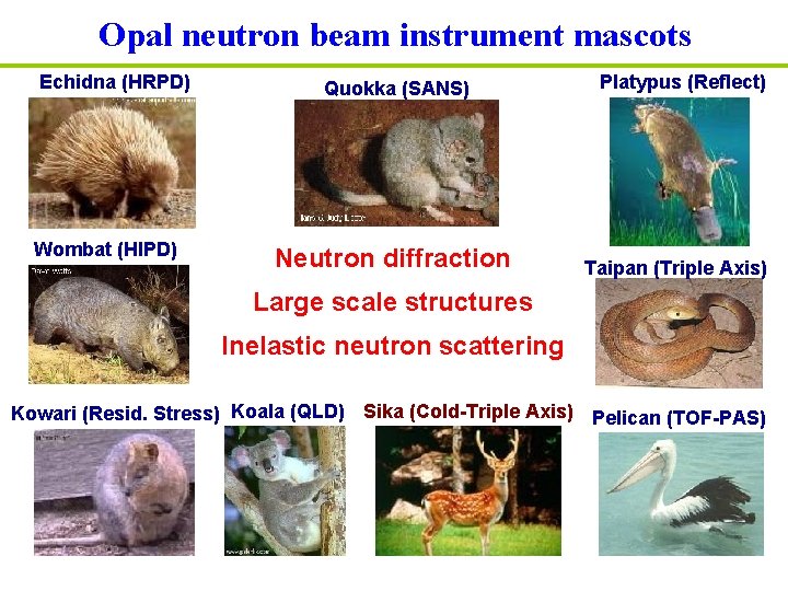 Opal neutron beam instrument mascots Echidna (HRPD) Wombat (HIPD) Quokka (SANS) Neutron diffraction Platypus