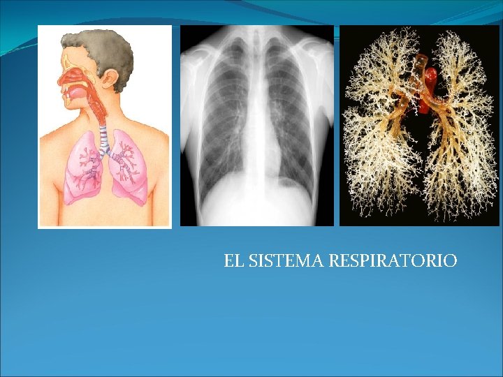 EL SISTEMA RESPIRATORIO 