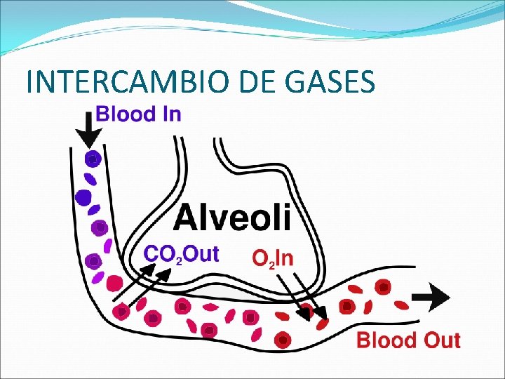 INTERCAMBIO DE GASES 