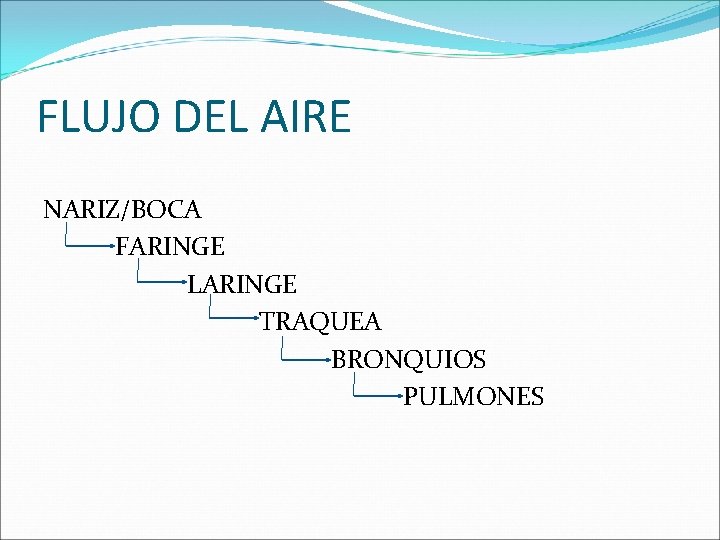 FLUJO DEL AIRE NARIZ/BOCA FARINGE LARINGE TRAQUEA BRONQUIOS PULMONES 
