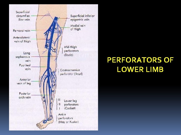 perforator veins of lower leg)