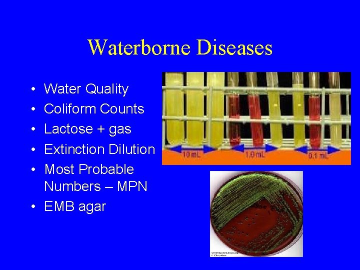 Waterborne Diseases • • • Water Quality Coliform Counts Lactose + gas Extinction Dilution
