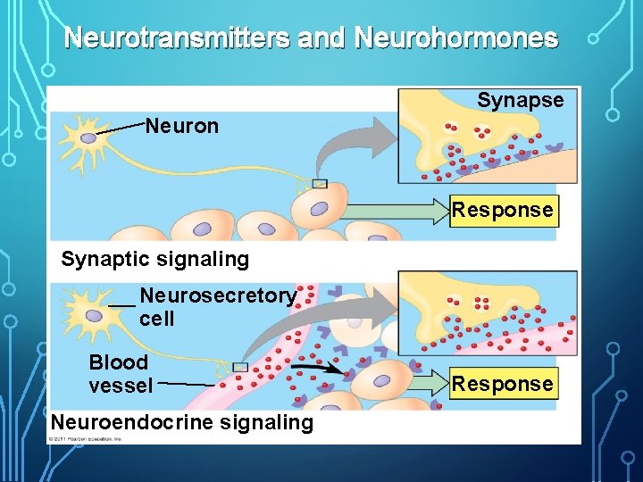 Neurotransmitters and Neurohormones Synapse Neuron Response Synaptic signaling Neurosecretory cell Blood vessel Neuroendocrine signaling