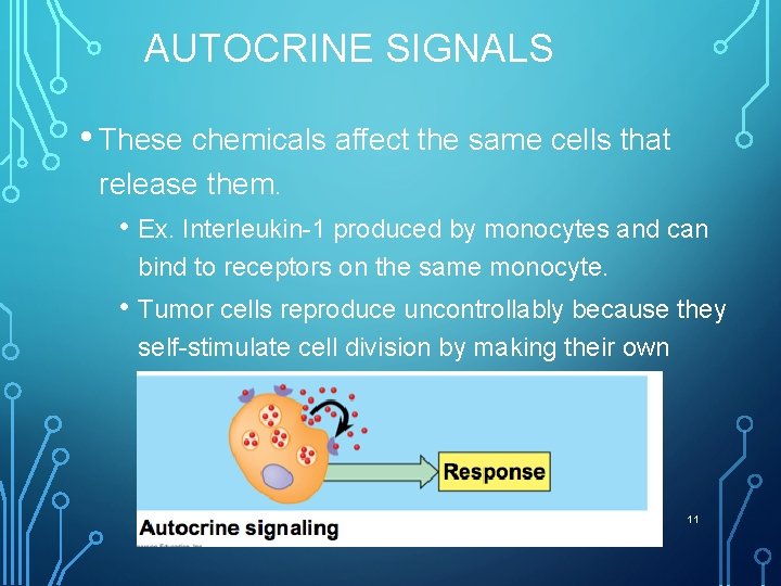 AUTOCRINE SIGNALS • These chemicals affect the same cells that release them. • Ex.