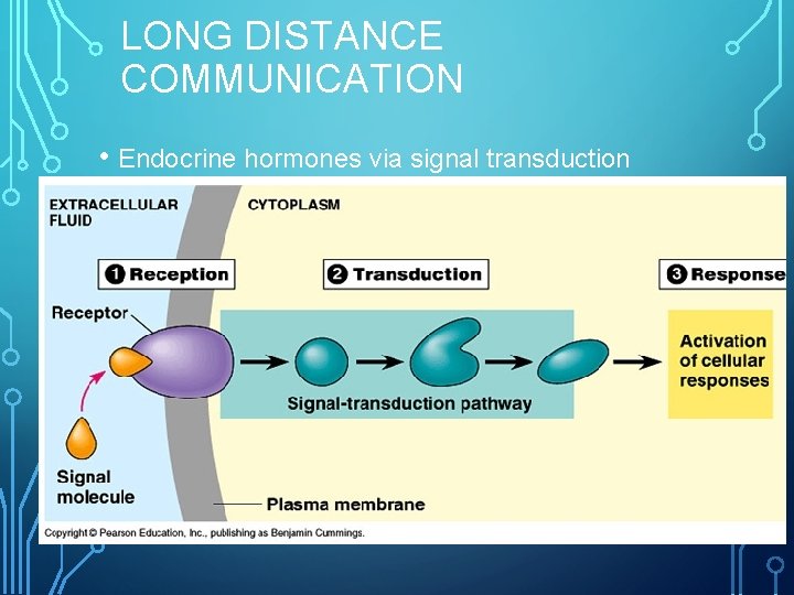LONG DISTANCE COMMUNICATION • Endocrine hormones via signal transduction pathway: 12 