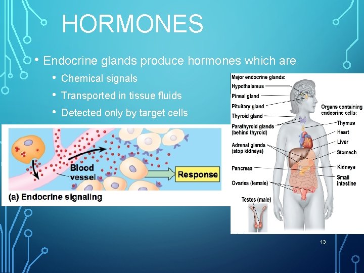 HORMONES • Endocrine glands produce hormones which are • • • Chemical signals Transported