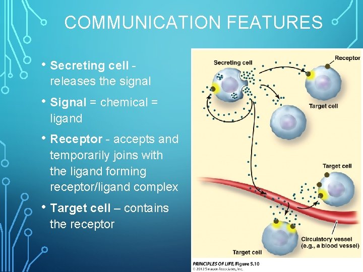 COMMUNICATION FEATURES • Secreting cell releases the signal • Signal = chemical = ligand