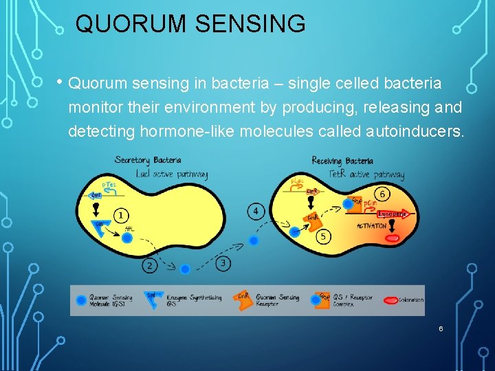 QUORUM SENSING • Quorum sensing in bacteria – single celled bacteria monitor their environment