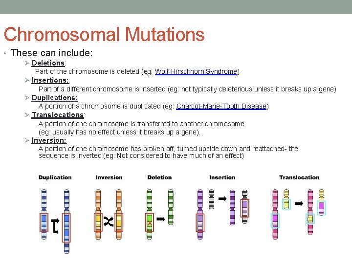 Chromosomal Mutations • These can include: Ø Deletions: Part of the chromosome is deleted