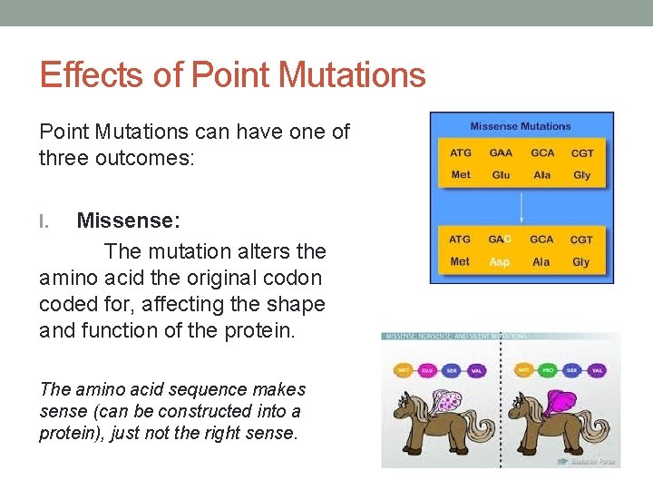 Effects of Point Mutations can have one of three outcomes: Missense: The mutation alters