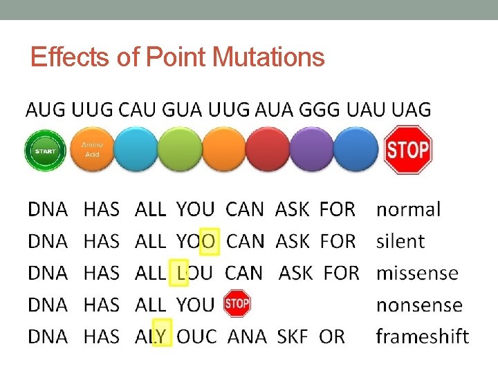 Effects of Point Mutations 